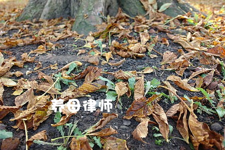 养母律师 养母律师