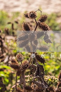养水巨蜥违法口吗 养水巨蜥违法口吗