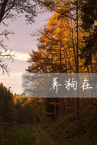 养狗在自己家违法吗 养狗在自己家违法吗