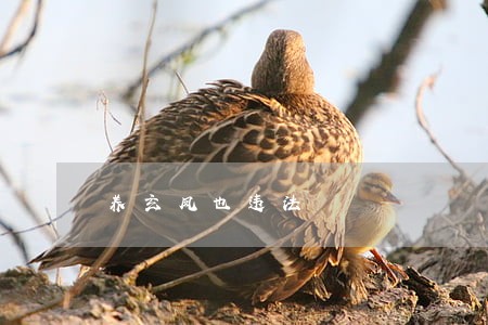 养玄凤也违法 养玄凤也违法