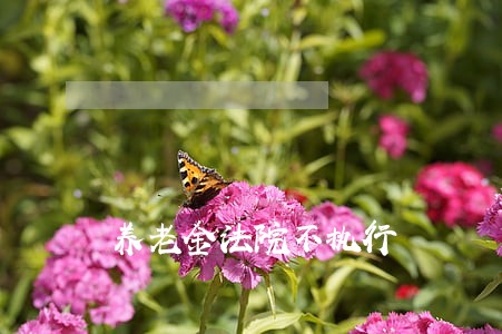养老金法院不执行