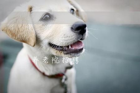 养老院招聘 养老院招聘