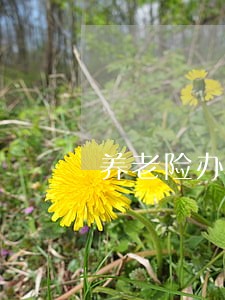 养老险办理诉讼追诉期 养老险办理诉讼追诉期