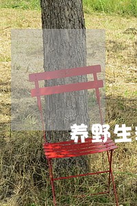 养野生斑鸠会不会违法 养野生斑鸠会不会违法