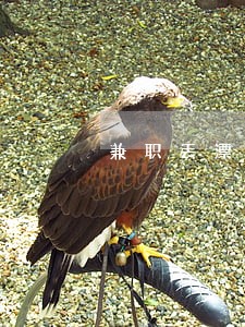 兼职丢漂流瓶是违法的吗 兼职丢漂流瓶是违法的吗