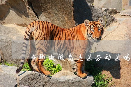 兼职做微商违法劳动法吗 兼职做微商违法劳动法吗