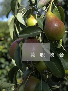 兼职收会费违法吗 兼职收会费违法吗