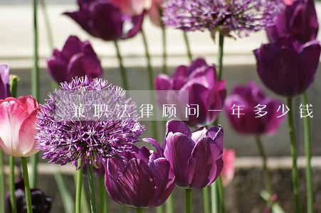 兼职法律顾问一年多少钱 兼职法律顾问一年多少钱