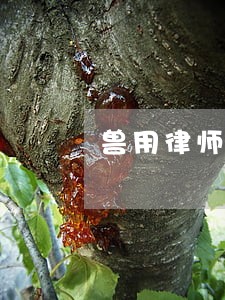 兽用律师 兽用律师
