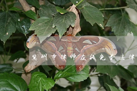 冀州市律师在线免费法律咨询 冀州市律师在线免费法律咨询