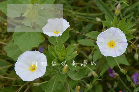 内地协议离婚的 内地协议离婚的