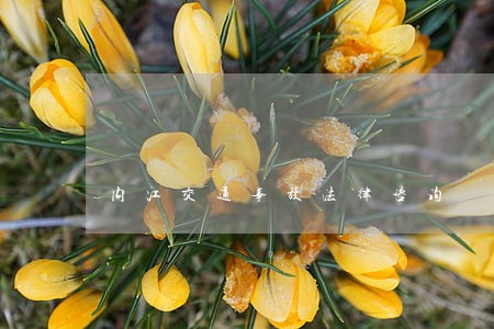 内江交通事故法律咨询 内江交通事故法律咨询
