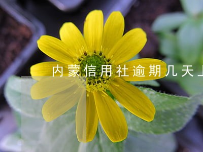 内蒙信用社逾期几天上征信 内蒙信用社逾期几天上征信