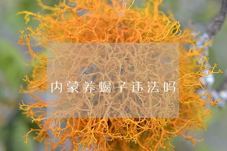 内蒙养蝎子违法吗