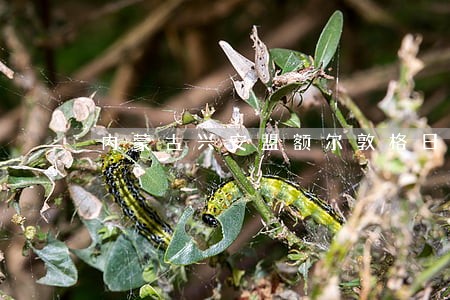 内蒙古兴安盟额尔敦格日乐律师网