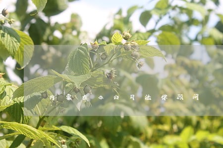 内蒙古办公司法律顾问 内蒙古办公司法律顾问