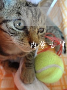 内蒙古律师咨询 内蒙古律师咨询
