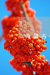 内蒙古恒俊律师事务所律师 内蒙古恒俊律师事务所律师