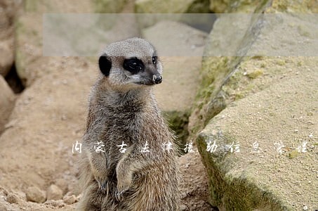 内蒙古法律援助信息管理系统 内蒙古法律援助信息管理系统