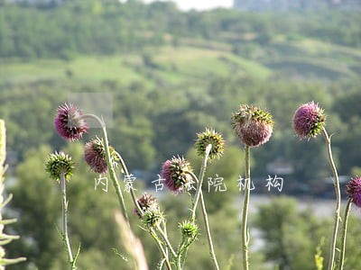 内蒙古法院机构