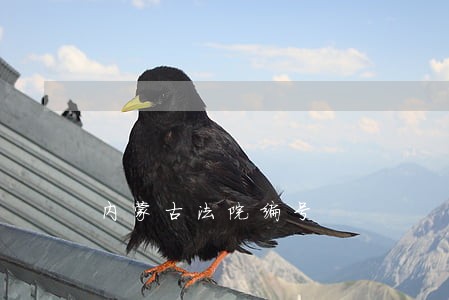 内蒙古法院编号