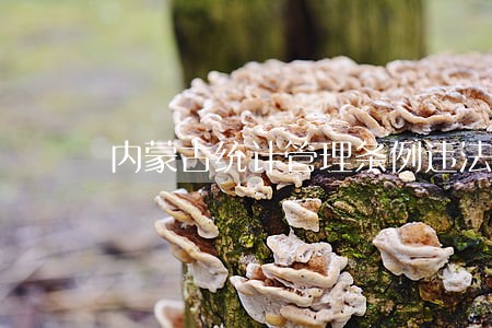 内蒙古统计管理条例违法