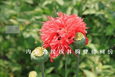 内蒙古股权并购律师纠纷 内蒙古股权并购律师纠纷