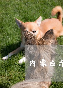 内蒙古赤峰司法拍卖 内蒙古赤峰司法拍卖