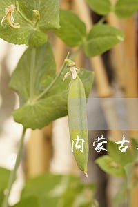 内蒙古进一步法律援助意见
