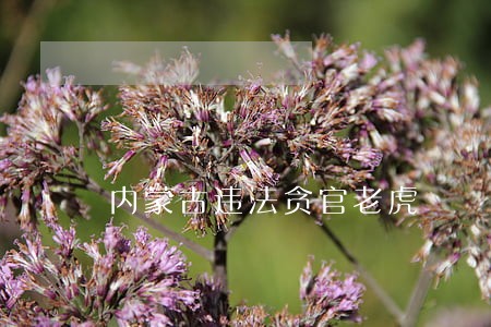 内蒙古违法贪官老虎