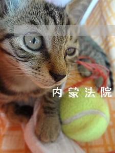 内蒙法院左看右写 内蒙法院左看右写