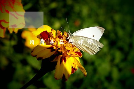 内黄县在线律师 内黄县在线律师