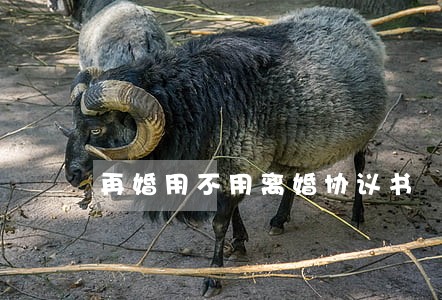 再婚用不用离婚协议书 再婚用不用离婚协议书