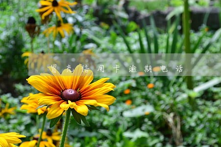 冒充信用卡逾期电话 冒充信用卡逾期电话
