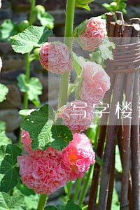 写字楼违法吸烟处罚金额 写字楼违法吸烟处罚金额