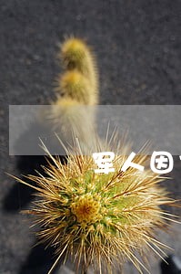 军人因任务信用卡逾期怎么办 军人因任务信用卡逾期怎么办