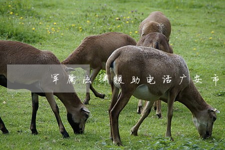 军属法律援助电话广安市 军属法律援助电话广安市