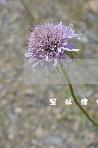 军队律师有军衔吗 军队律师有军衔吗
