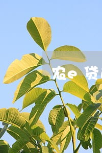 农e贷逾期1天会不会计入征信 农e贷逾期1天会不会计入征信