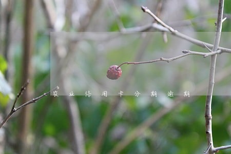 农业信用卡分期逾期