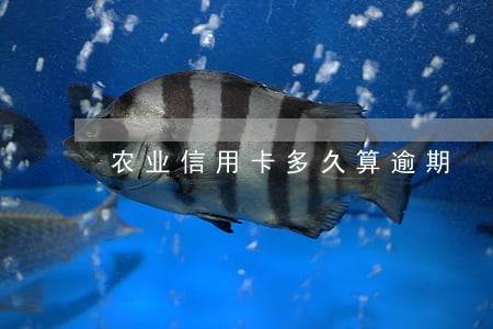 农业信用卡多久算逾期 农业信用卡多久算逾期