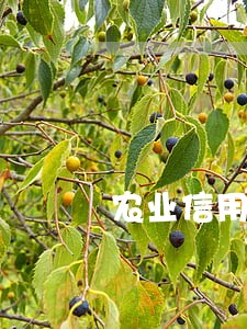 农业信用卡逾期5天上征信 农业信用卡逾期5天上征信
