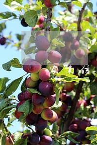 农业信用卡逾期一个月还款 农业信用卡逾期一个月还款