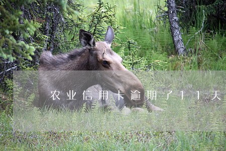 农业信用卡逾期了11天 农业信用卡逾期了11天