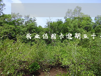 农业信用卡逾期五千多一年半 农业信用卡逾期五千多一年半