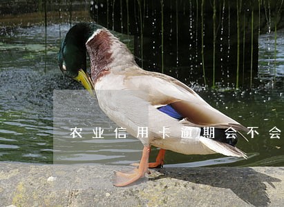 农业信用卡逾期会不会锁卡 农业信用卡逾期会不会锁卡