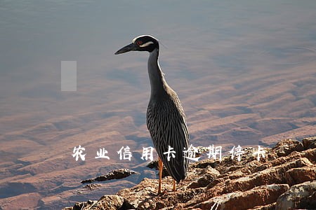 农业信用卡逾期停卡