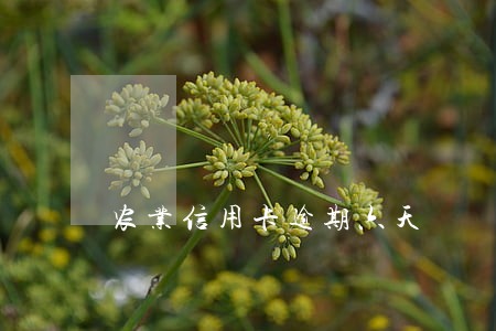 农业信用卡逾期六天