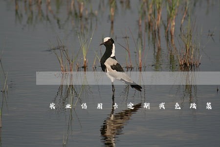 农业信用卡逾期减免政策 农业信用卡逾期减免政策