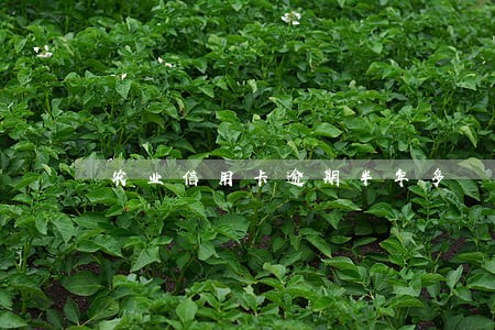 农业信用卡逾期半年多 农业信用卡逾期半年多